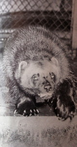 Truckee's Mascot the Wolverine has roamed the Sierras for many years but is now an endangered species 